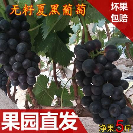 网红提子黑料是什么,真相与争议背后的网络风云