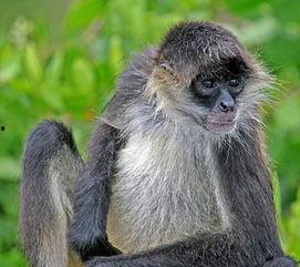 网红小猴子黑料大全,真相与争议并存