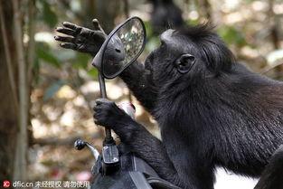 网红小猴子黑料大全,真相与争议并存