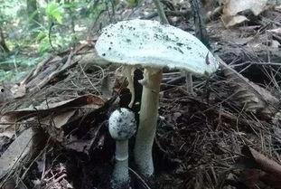 吃瓜官网黑料蘑菇视频